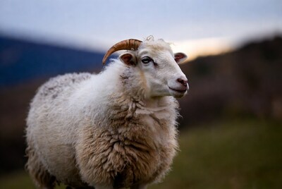 White sheep with horns in mountains