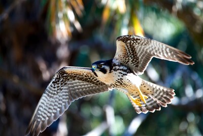 Peregrine Falcon Flying in Flight