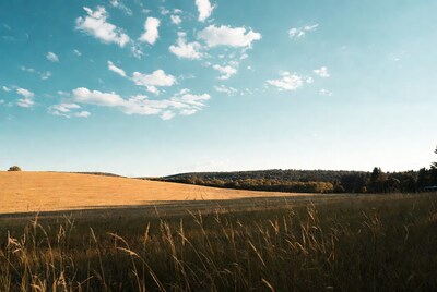 Golden wheat field under blue sky