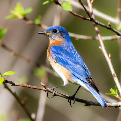 Eastern Bluebird on branch