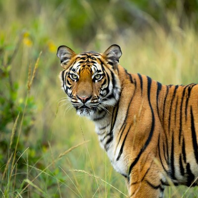 Tiger standing in tall grass