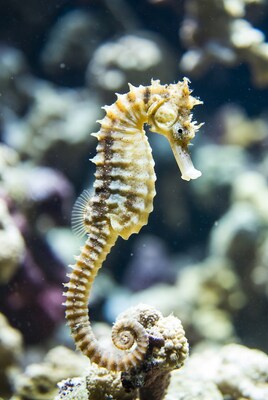 Seahorse on coral reef