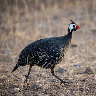 Helmeted Guineafowl walking in dry grass