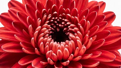 Closeup Red Gerbera Daisy Flower