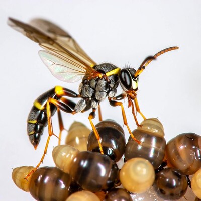 Potter Wasp Guarding Egg Cluster