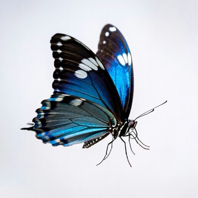 Blue Morpho Butterfly on White Background
