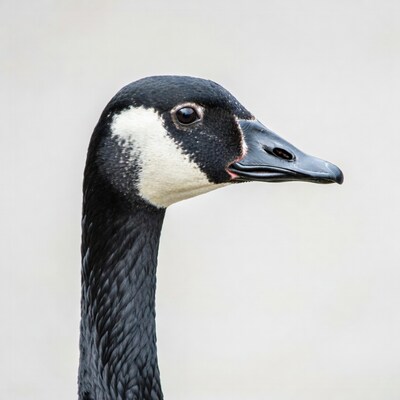 Canada Goose Head Profile