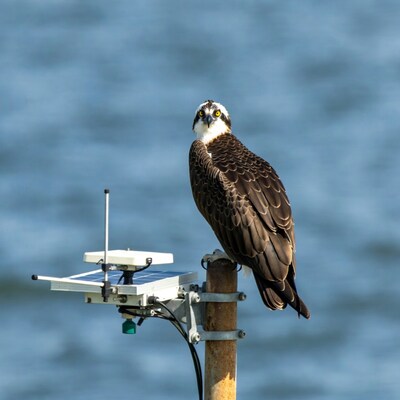 Osprey perched on solar pole over water