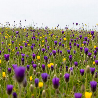 Purple and Yellow Flower Field
