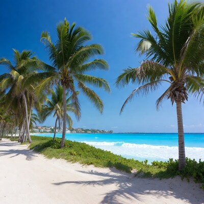 Palm trees lining turquoise beach path