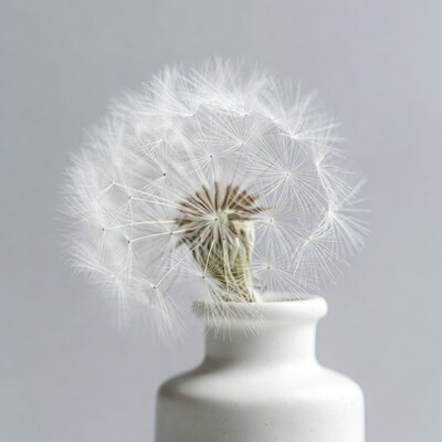 Dandelion in white vase