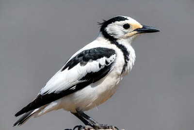 Pied Butcherbird Perched on Branch