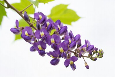 Purple wisteria flowers on green leaves