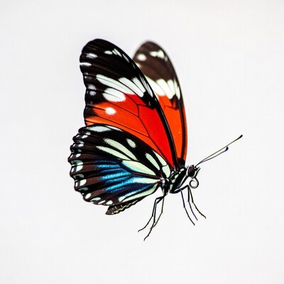 Red Morpho Butterfly on White Background
