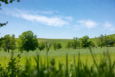 Green trees on grassy hill