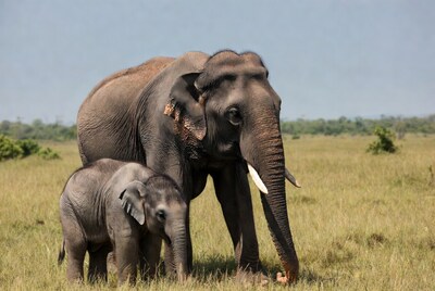 Mother elephant with baby in grassland
