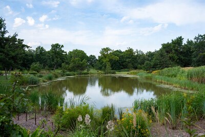 Serene Pond with Reeds and Trees