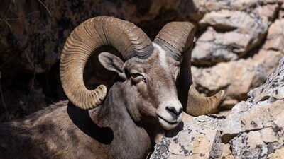 Bighorn sheep on rocky mountain