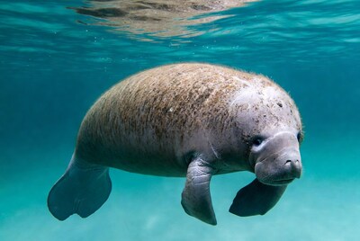 Manatee swimming underwater