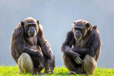 Two chimpanzees sitting on grass