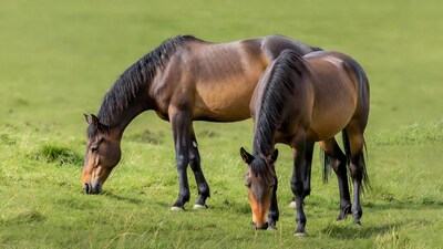 Two bay horses grazing in green grass