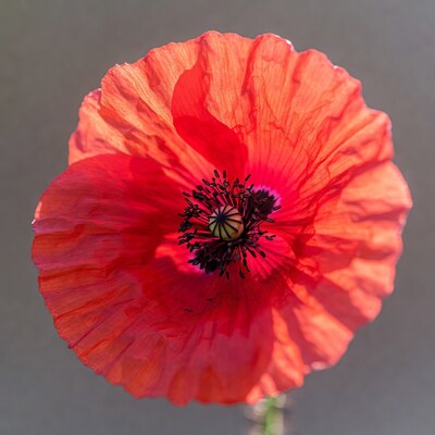 Red Poppy Flower Closeup