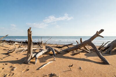 Driftwood scattered on sandy beach