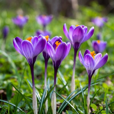 Purple crocuses blooming in green grass