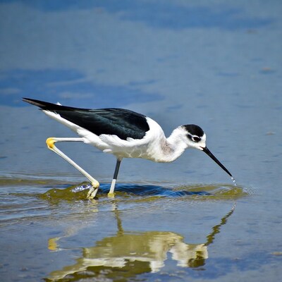 Black-winged Stilt drinking water
