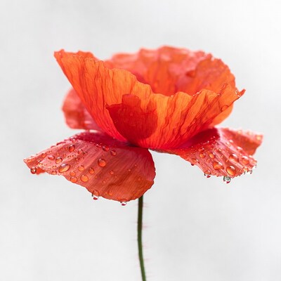 Red Poppy Flower with Dew Drops