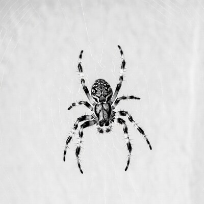 Spider on web