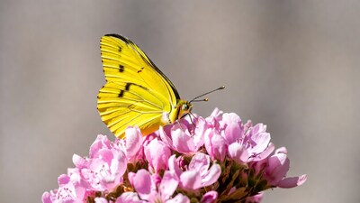 Yellow butterfly on pink flowers
