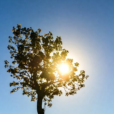 Silhouette tree with sun