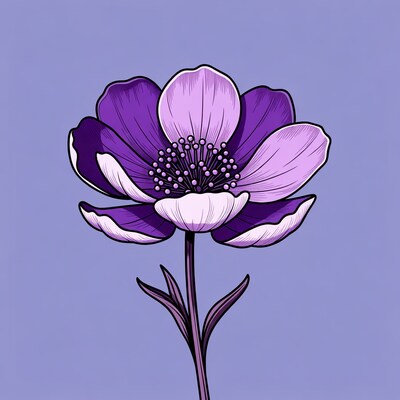 Purple Anemone Flower Illustration