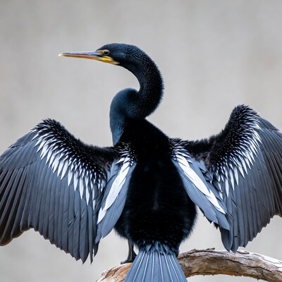Double-crested cormorant spreading wings on branch
