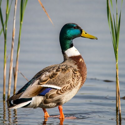 Mallard duck in water with reeds