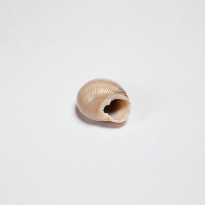 Beige seashell on white background