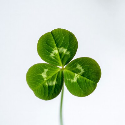 Four-leaf clover on white background