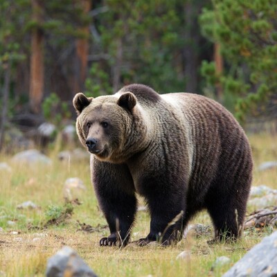 Grizzly bear standing in forest