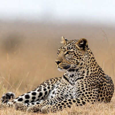 Leopard lying in dry grass