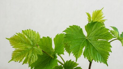 Green grape leaves on white background
