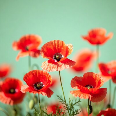 Red Poppies on Green Background