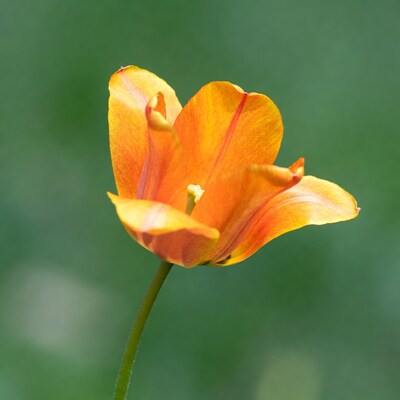 Orange tulip on green background