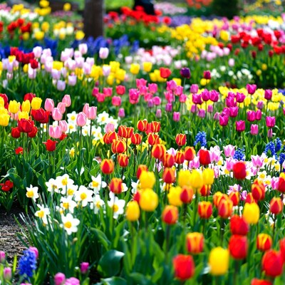 Colorful Tulip Garden Blooming