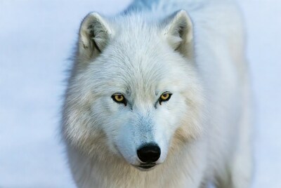 Closeup of white wolf with yellow eyes