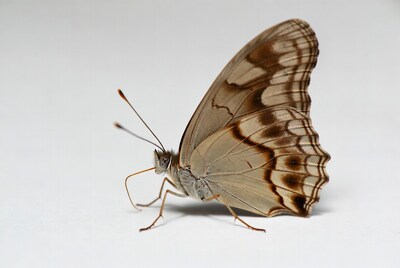 Brown butterfly on white background