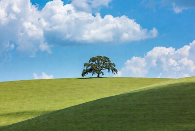 Lone Oak Tree on Green Hill