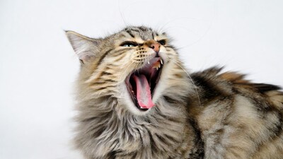 Tabby cat yawning wide mouth