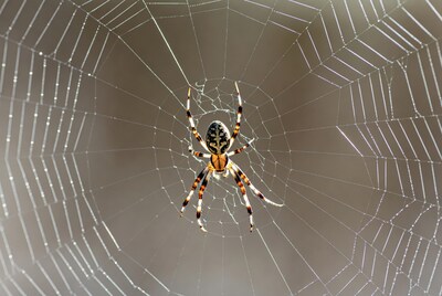 Spider on dewy web