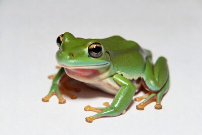 Green tree frog on white background